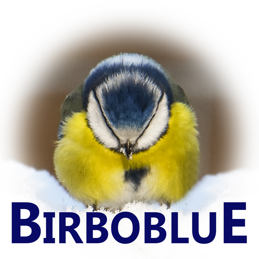 BIRBOBLUE